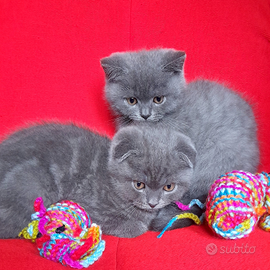 Cuccioli Scottish fold e Scottish straight