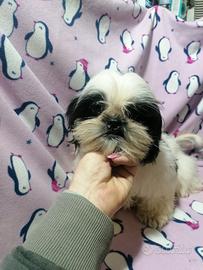 Shih Tzu cuccioli taglia molto piccola