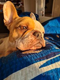 Cane in adozione