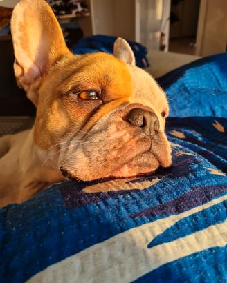 Cane in adozione