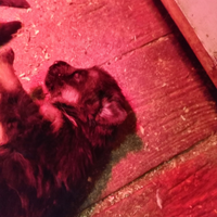 Cuccioli pastore tedesco