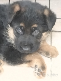 Cuccioli di pastore tedesco