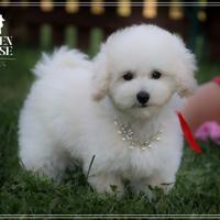 Allevamento barboncino toy e mini bianco