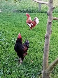 Gallo