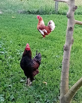 Gallo