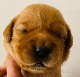 Golden Retriever Cuccioli