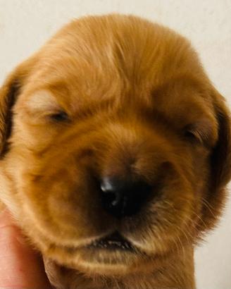 Golden Retriever Cuccioli