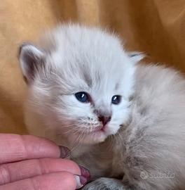 Cucciolo di gatto siberiano