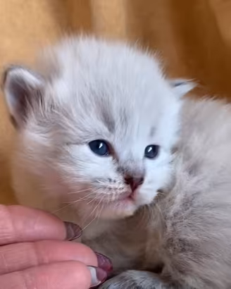 Cucciolo di gatto siberiano