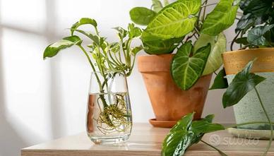 (Talee) Syngonium - talee radicate