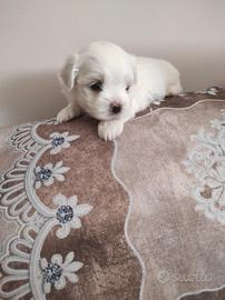 Cuccioli maltese