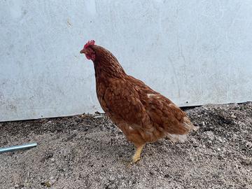 Disponibile 3 galline ovaiole rosse