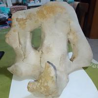 Roccia a forma di teschio di animale