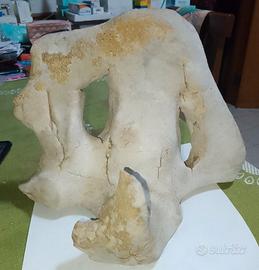 Roccia a forma di teschio di animale