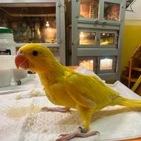 Pulli parrocchetti dal collare