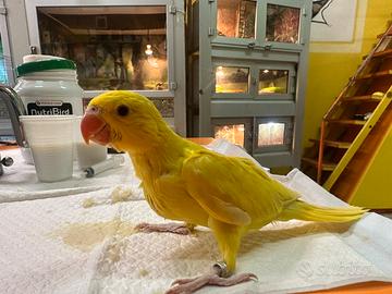 Pulli parrocchetti dal collare