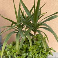 Composizione yucca e pianta grassa