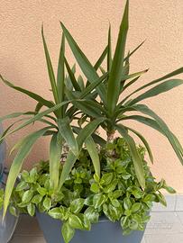 Composizione yucca e pianta grassa