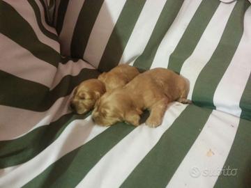 Cocker Spaniel cuccioli