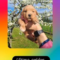 Golden retriver americano