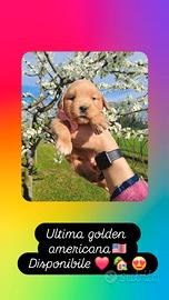 Golden retriver americano