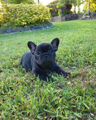 Bulldog francese pedigree