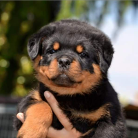 Cuccioli rottweiler zona Eur
