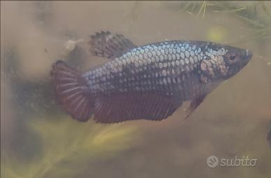 Betta dragon/samurai hmpk/plakat