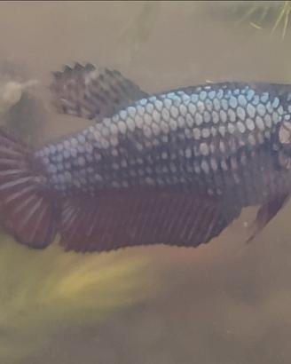 Betta dragon/samurai hmpk/plakat