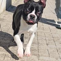Boston terrier