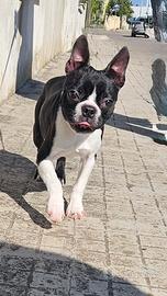 Boston terrier