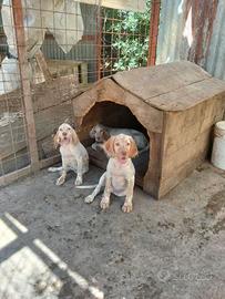 Cuccioli setter inglese
