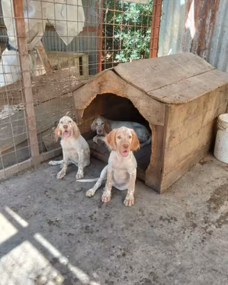 Cuccioli setter inglese