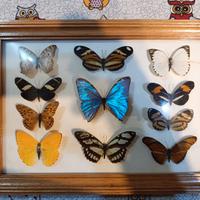Collezione farfalle quadro 