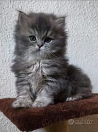 Cucciolo British longhair