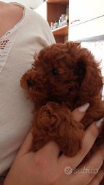Barboncino red toy