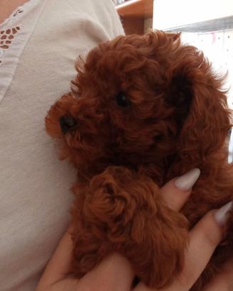 Barboncino red toy
