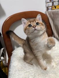 British shorthair color golden