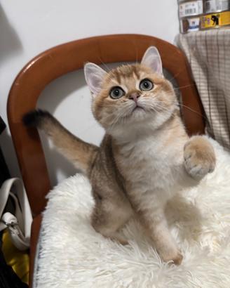 British shorthair color golden