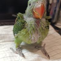 Pappagallo grande alessandrino pullo imbecco