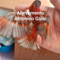 Cardinalini del Venezuela