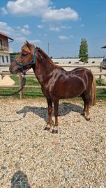 Poni