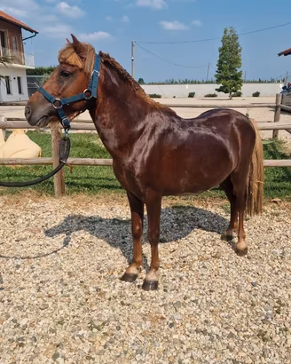 Poni