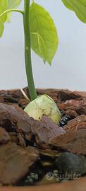 Piantina di avocado