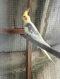 Calospite