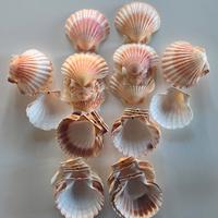 conchiglie da portata