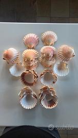 conchiglie da portata