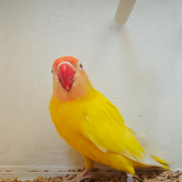 Insep mascherato lutino maschio