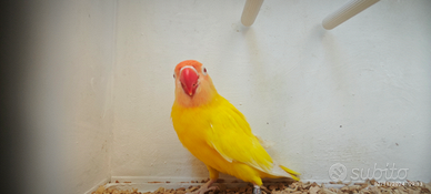 Insep mascherato lutino maschio