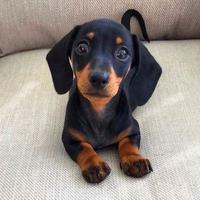 BASSOTTO & BASSOTTI KANINCHEN CUCCIOLI pag 12 mesi